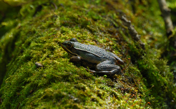 ....e queste?????? - Pelophylax sp.